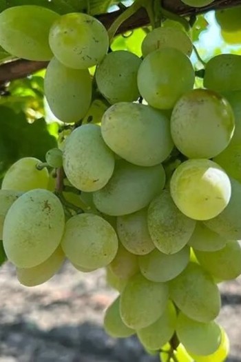 Виноград культурный Айвенго (ранне-средний) | Виноград звичайний Айвенго (ранньо-середній) | Vitis vinifera Aivengo (early-middle)